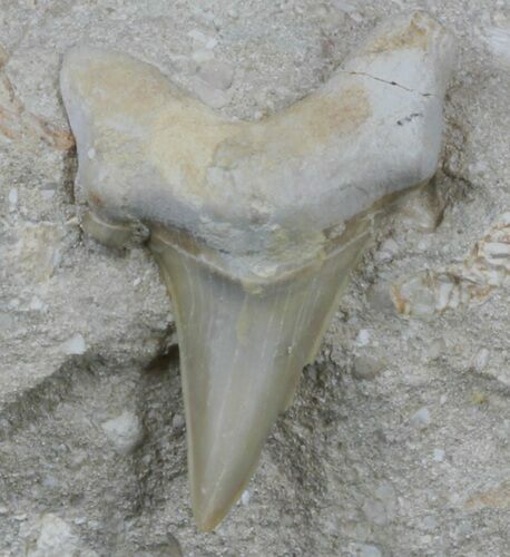 Otodus Shark Tooth Fossil In Rock - Eocene #60195